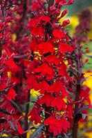 Lobelia cardinalis 'Queen Victoria' - Cardinal flower