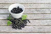 Ribes nigrum - Picked blackcurrants on a garden table. 