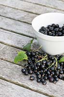 Ribes nigrum - Picked blackcurrants on a garden table. 