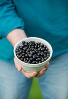 Ribes nigrum -  holding picked blackcurrants in bowl