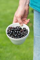 Ribes nigrum - holding picked blackcurrants in bowl