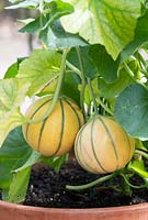 Cucumis melo - Melon 'Alvaro F1' growing on the plant in a pot 