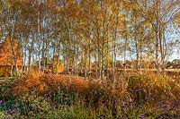 View of autumnal border and Betula at Merriments Gardens, Sussex, UK.