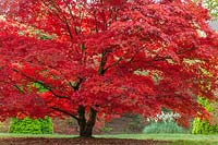 Acer palmatum - Japanese Maple
