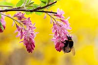 Bombus terrestris - Buff-tailed bumblebee on Ribes sanguineum - Red Flowering Currant.  