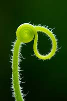 Cucumis Sativus - Cucumber tendrils 