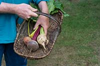 Beta vulgaris - Gardener holding three types of beetroot in a wicker basket. 