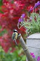 Parus major - Great tit - on watering can sprout.