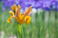 Iris hollandica 'Bronze Beauty' - Dutch Iris