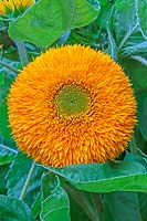 Helianthus annuus 'Teddy Bear' - Sunflower 'Teddy Bear'
