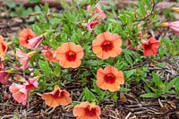 Calibrachoa 'Can Can Coral Reef' - Million Bells 