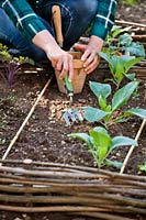 Woman spreading organic manure around recently planted cabbage seedlings using hand fork in vegetable bed in spring.