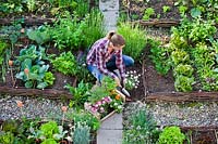 Woman creating mixed border of herbs and flowers to attract wildlife in the vegetable garden.
