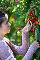 
Girl picking cherries.