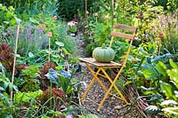 Chair with Curcurbita - Squash - in vegetable garden.