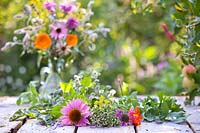 Harvesting edible flowers and herbs: Echinacea purpurea, Monarda, Foeniculum vulgare Fennel, Nasturtium and Origanum.