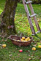 Ladder and basket in orchard with apples and Cydonia oblonga - quinces.