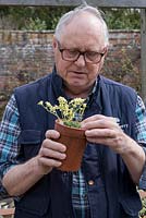 Saxifraga expert Adrian Young checking silver leaved plant