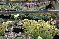 Cold frames with pots of Saxifrage seedlings, Saxifraga 'Katrin' x borisii