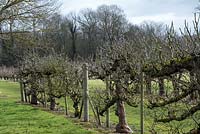 Gnarled espalier apple trees