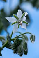 Borago officinalis - borage flower and bud