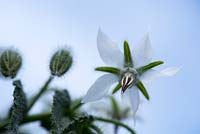 Borago officinalis - borage flower and buds