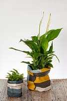 Spathiphyllum - Peace Lily and small fern in canvas covered containers