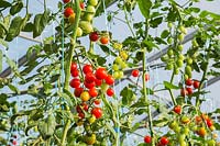 Solanum lycopersicum var. cerasiforme - organic Cherry tomatoes in greenhouse, Quebec, Canada