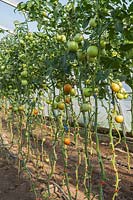 Unripe Lycopersicon esculentum - organic Tomatoes on vine in greenhouse, Quebec, Canada