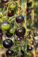 Lycopersicon esculentum - organic Purple Cherry tomatoes
