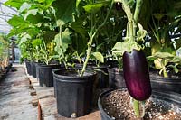 Rows of Solanum melongena - organic Eggplants in black plastic containers, Quebec, Canada