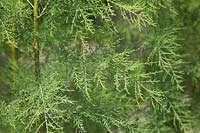 Tamarix ramosissima pentandra 'Saltcedar' - Tamarisk tree