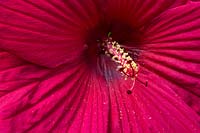 Hibiscus 'Fireball' - Rose mallow Stigmas and stamen
