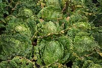 Insect damaged Brassica rapa pekinensis 'Bilko' - Peking Cabbage 