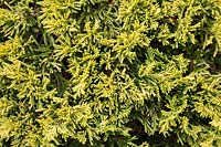 Juniperus horizontalis 'Mother Lode' - Creeping Juniper