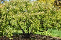 Euonymus phellomanus - Cork Spindle Tree, Montreal Botanical Garden, Quebec, Canada