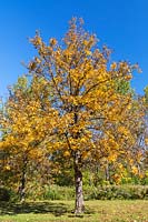 Carya ovata - Shagbark hickory tree, Montreal Botanical Garden, Quebec, Canada