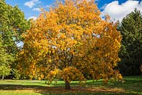 Aesculus x Hybrida - Buckeye tree, Montreal Botanical Garden, Quebec, Canada