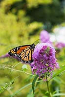 Danaus plexippus - Monarch butterfly foraging for nectar on pink Buddleja flower