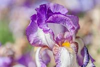 Tall Bearded Iris 'Minnie Colquitt'