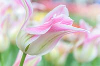Tulipa 'Florosa' - Viridiflora Tulip
