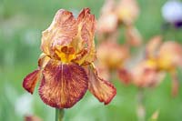 Tall Bearded Iris 'Joseph's Mantle'