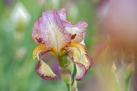 Tall Bearded Iris 'Tiffany'