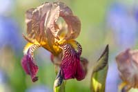 Intermediate Tall Bearded Iris germanica 'Prosper Laugier'