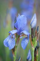 Iris Sibirica - Siberian Iris