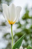 Tulipa Fosteriana 'Purissima' syn. 'White Emperor'