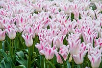 Lily Flowering Tulips 'Elegant Lady'
