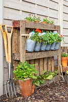 Pallet frame, with milkbottle containers of Nasturtium.