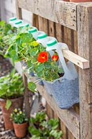 Pallet frame, with milkbottle containers of Nasturtium.
