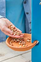 Filling terracotta saucer with seeds and nuts for birds.